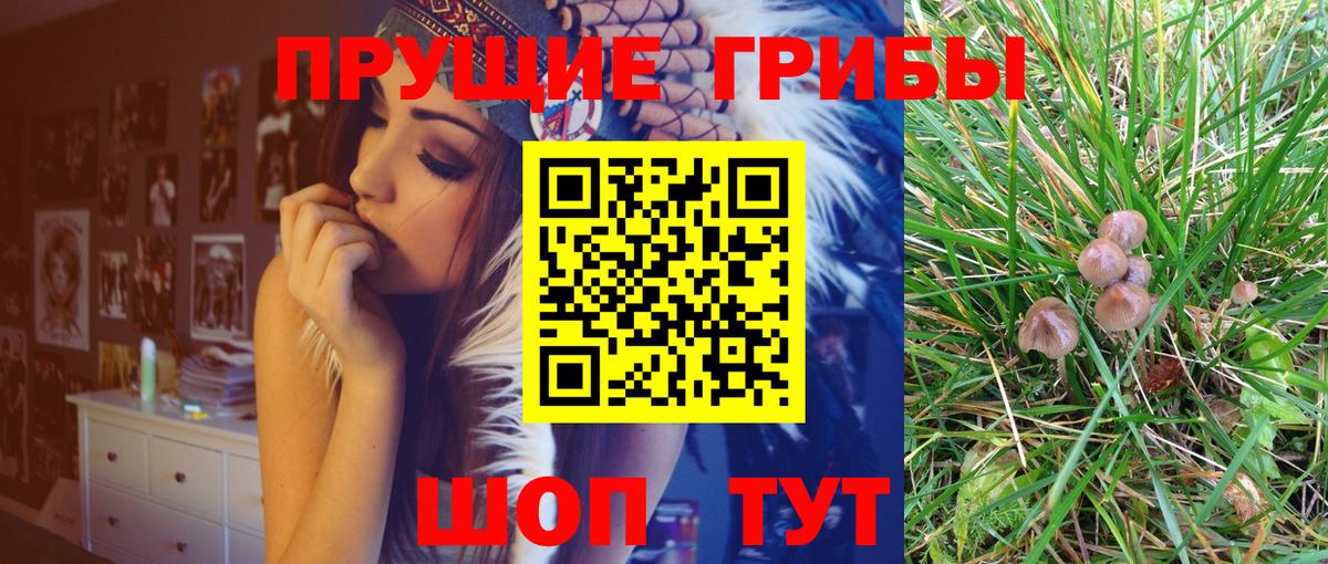 Новомосковск  Псилоцибиновые грибы Psilocybe  Вход с VPN 